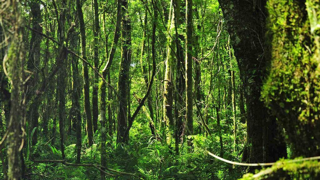 Posada Del Chaman Iguazu Πουέρτο Ιγκουασού Εξωτερικό φωτογραφία