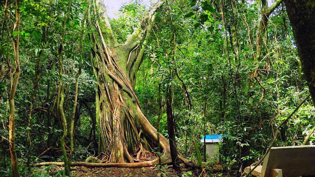 Posada Del Chaman Iguazu Πουέρτο Ιγκουασού Εξωτερικό φωτογραφία